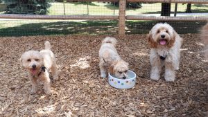 Small Breed Dog Walker
